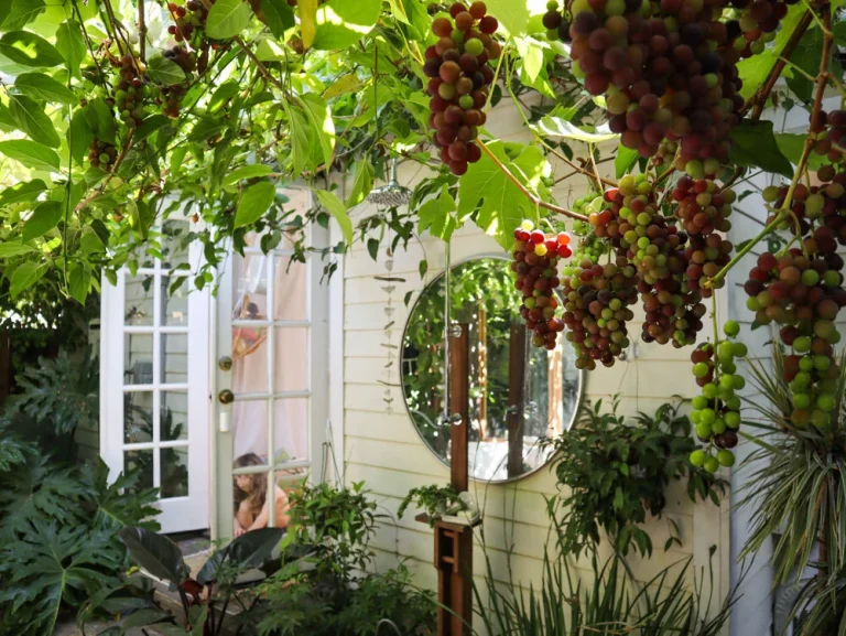 Het Kweken van Druiven in Jouw Eigen Achtertuin – 5 Simpele Stappen