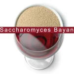 Saccharomyces Bayanus – Alles Wat Je Moet Weten Voor Wijnbereiding Over Deze Wijngist