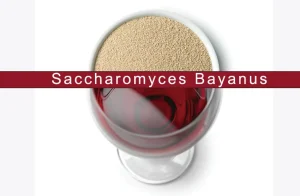 Saccharomyces Bayanus – Alles Wat Je Moet Weten Voor Wijnbereiding Over Deze Wijngist