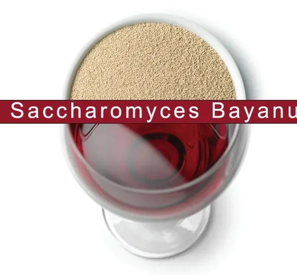 Saccharomyces Bayanus – Alles Wat Je Moet Weten Voor Wijnbereiding Over Deze Wijngist