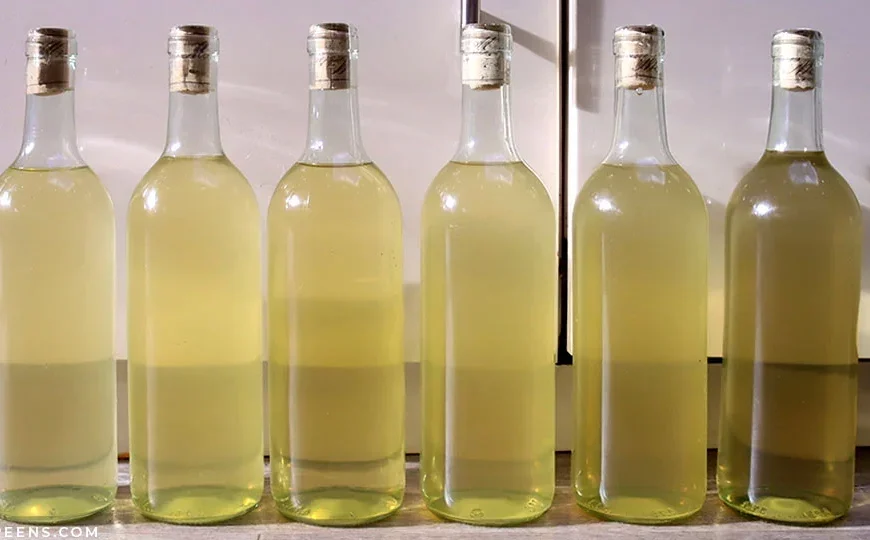 Zelf witte wijn maken van druiven uit eigen tuin – Beginner Stapsgewijze Handleiding van 12 stappen
