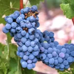 Vitis vinifera: de koudgevoelige druivensoort om je eigen wijn mee te maken