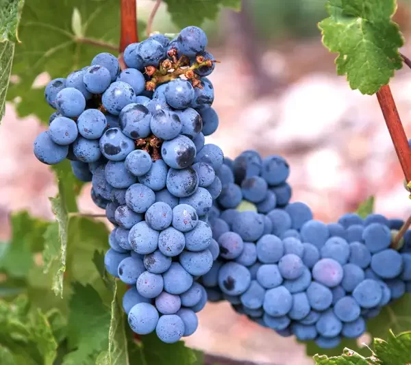 Vitis vinifera: de koudgevoelige druivensoort om je eigen wijn mee te maken