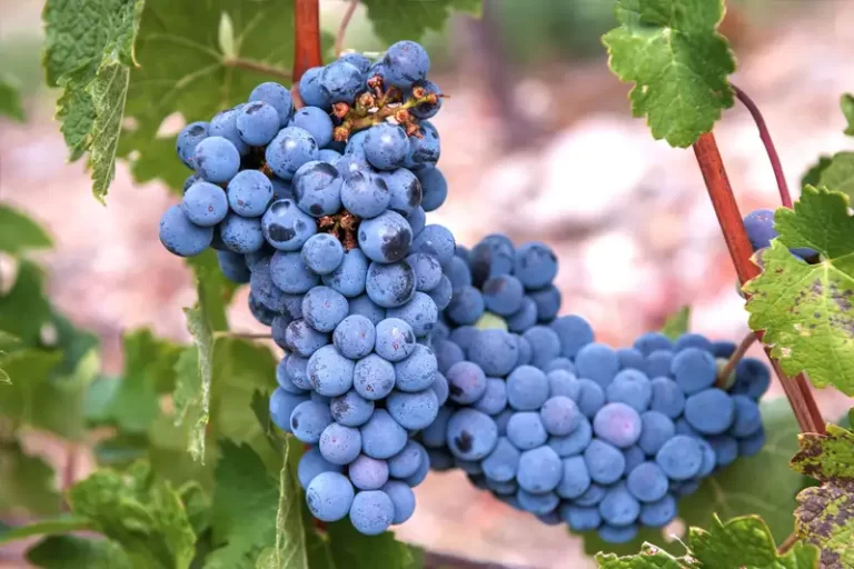 Vitis vinifera: de koudgevoelige druivensoort om je eigen wijn mee te maken