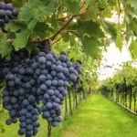 Shiraz: Geschiedenis, Herkomst en Gebruik in Wijnproductie