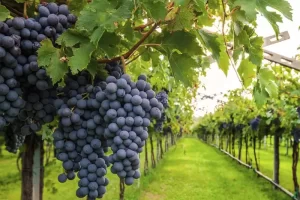 Shiraz: Geschiedenis, Herkomst en Gebruik in Wijnproductie