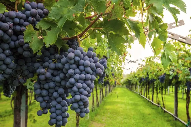 Shiraz: Geschiedenis, Herkomst en Gebruik in Wijnproductie
