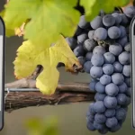 Nebbiolo: de nobele druif achter Barolo en Barbaresco