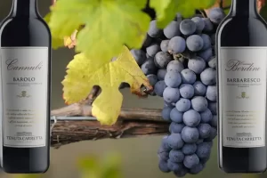 Nebbiolo: de nobele druif achter Barolo en Barbaresco