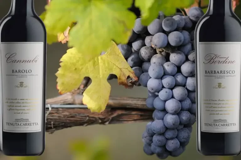 Nebbiolo: de nobele druif achter Barolo en Barbaresco