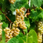 Muscat: Geschiedenis, Herkomst en Gebruik in Wijnproductie