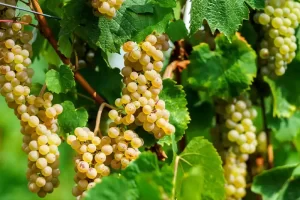 Muscat: Geschiedenis, Herkomst en Gebruik in Wijnproductie