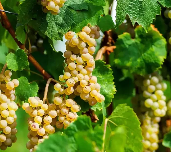 Muscat: Geschiedenis, Herkomst en Gebruik in Wijnproductie