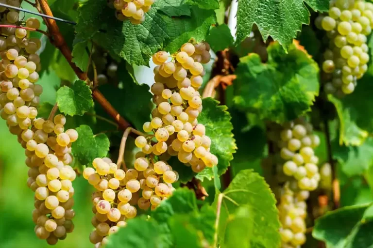 Muscat: Geschiedenis, Herkomst en Gebruik in Wijnproductie