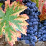 Alles over Sangiovese: de blauwe druif achter Chianti en Brunello