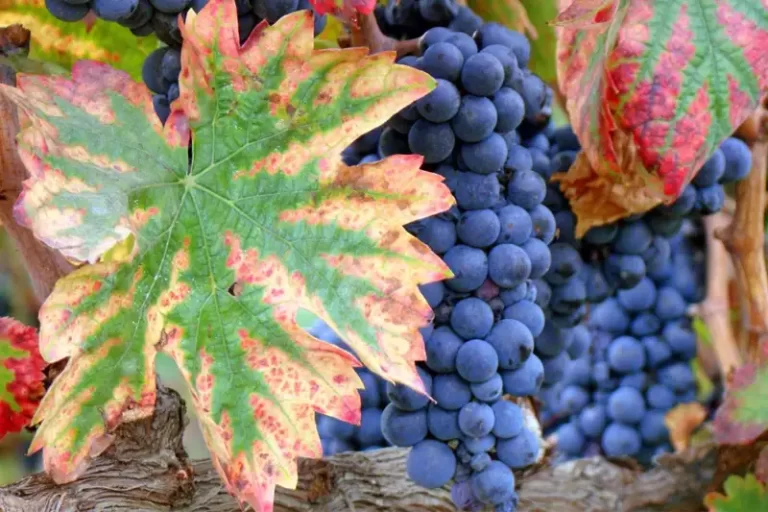 Alles over Sangiovese: de blauwe druif achter Chianti en Brunello