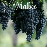 Ontdek alles over de Malbec-druif