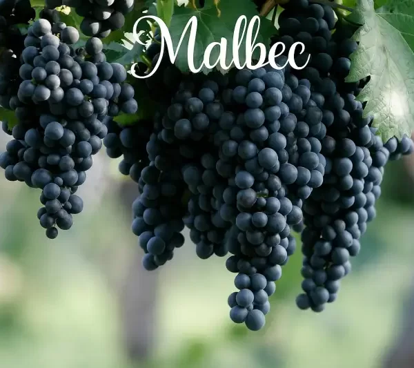 Ontdek alles over de Malbec-druif