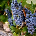 Zinfandel: Geschiedenis, Herkomst en Gebruik in Wijnproductie