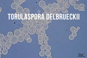 Torulaspora Delbrueckii