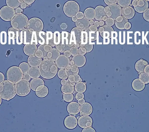 Torulaspora Delbrueckii