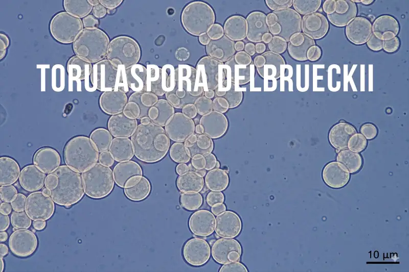Torulaspora Delbrueckii