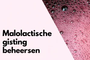 De kunst van malolactische gisting: wanneer en waarom je wijn zachter wordt (uitgebreide uitleg]