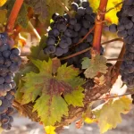 Tempranillo druif: alles over smaak, oorsprong en wijn-spijs combinaties