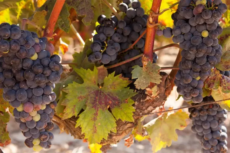 Tempranillo druif: alles over smaak, oorsprong en wijn-spijs combinaties