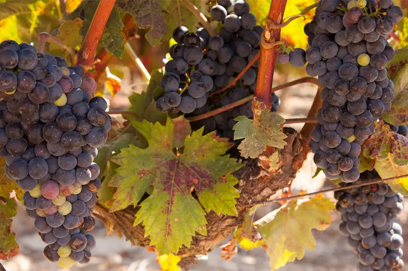 Tempranillo druif: alles over smaak, oorsprong en wijn-spijs combinaties