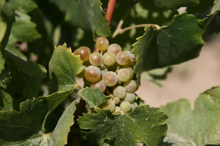 Riesling-druiventros aan de wijnstok — laat-rijpend druivenras voor het koele klimaat