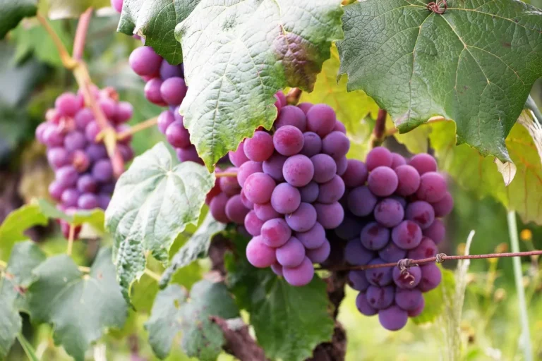 Twee dichte trossen wijndruiven hangen aan de stok tussen grote groene wijnbladeren. De bessen zijn rond en kleuren van licht-roze tot diep paars, een teken van naderende rijpheid. Zacht zomers daglicht.