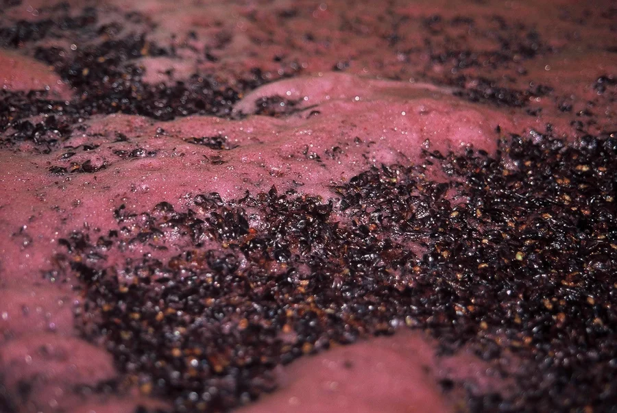 Hoed van gistende pinot noir-druiven met roze schuim op de most