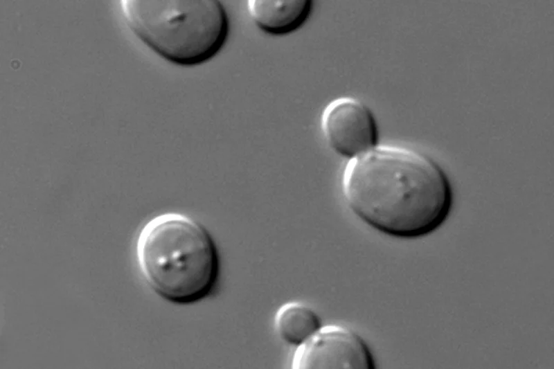 Gistcellen van Saccharomyces cerevisiae onder een microscoop